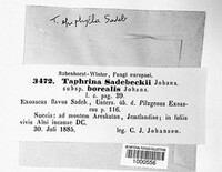 Taphrina sadebeckii image